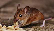 24 Hour & Emergency Exterminators in No Stratford, NH